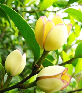 盆栽花卉绿植 浓香植物 含笑花苗 含笑花 含笑树苗香蕉花