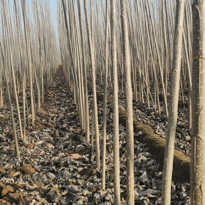 白杨树苗白杨树107速生无絮杨树苗河堤道路绿化苗占地拆迁新品种