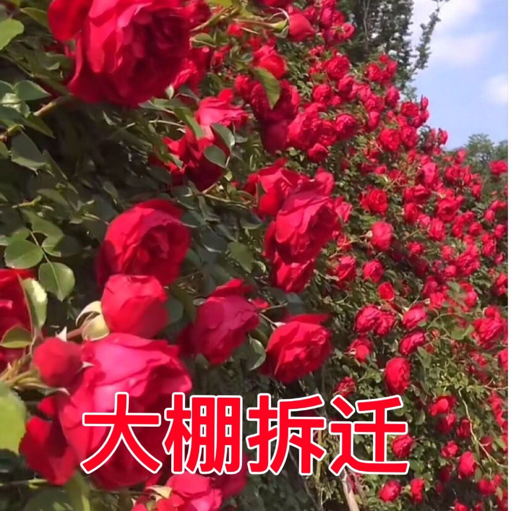 【大棚拆迁】藤本月季花苗大花四季开花蔷薇爬藤庭院爬墙盆栽阳台