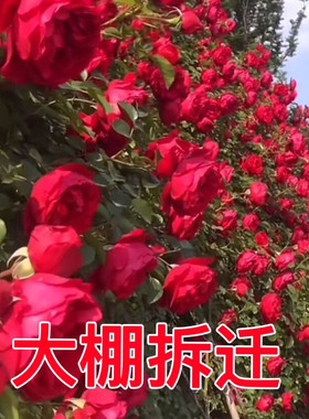 【大棚拆迁】藤本月季花苗大花四季开花蔷薇爬藤庭院爬墙盆栽阳台