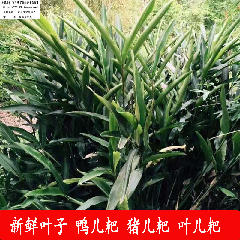 包邮10张新鲜良姜叶叶子四川宜宾特产包鸭儿粑猪儿粑 叶儿粑黄粑