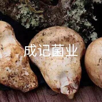 2026年 新鲜老人头菌 上市了 云南野生菌 酒店特色食材顺丰到家