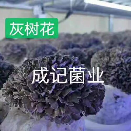 新鲜舞茸酒店特色食材到家生鲜