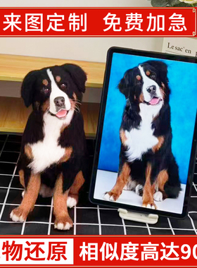 羊毛毡仿真宠物定制纪念品离去世手工diy订制相框礼物猫猫咪