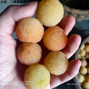 2026浙江上虞正宗二都白沙水晶杨梅慈禧贡品白杨梅自产自销包邮