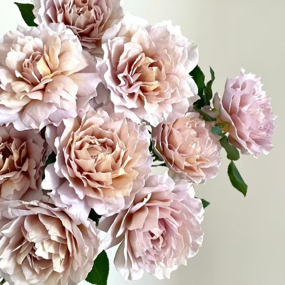 一物一拍品种苗2颗