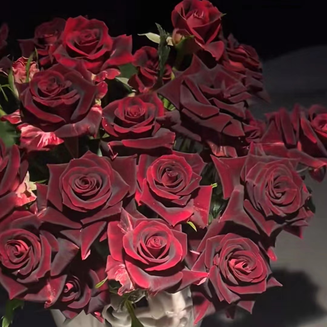 双十一专属福利（菊苗）