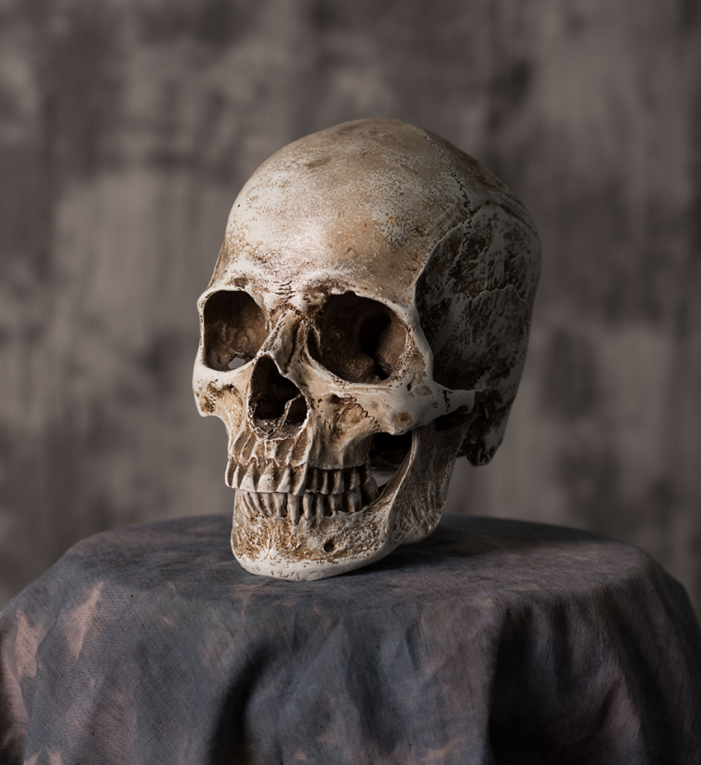 艺用人头骨 正视 仰视 俯视 360度 高清正版 漫画插画创作素材