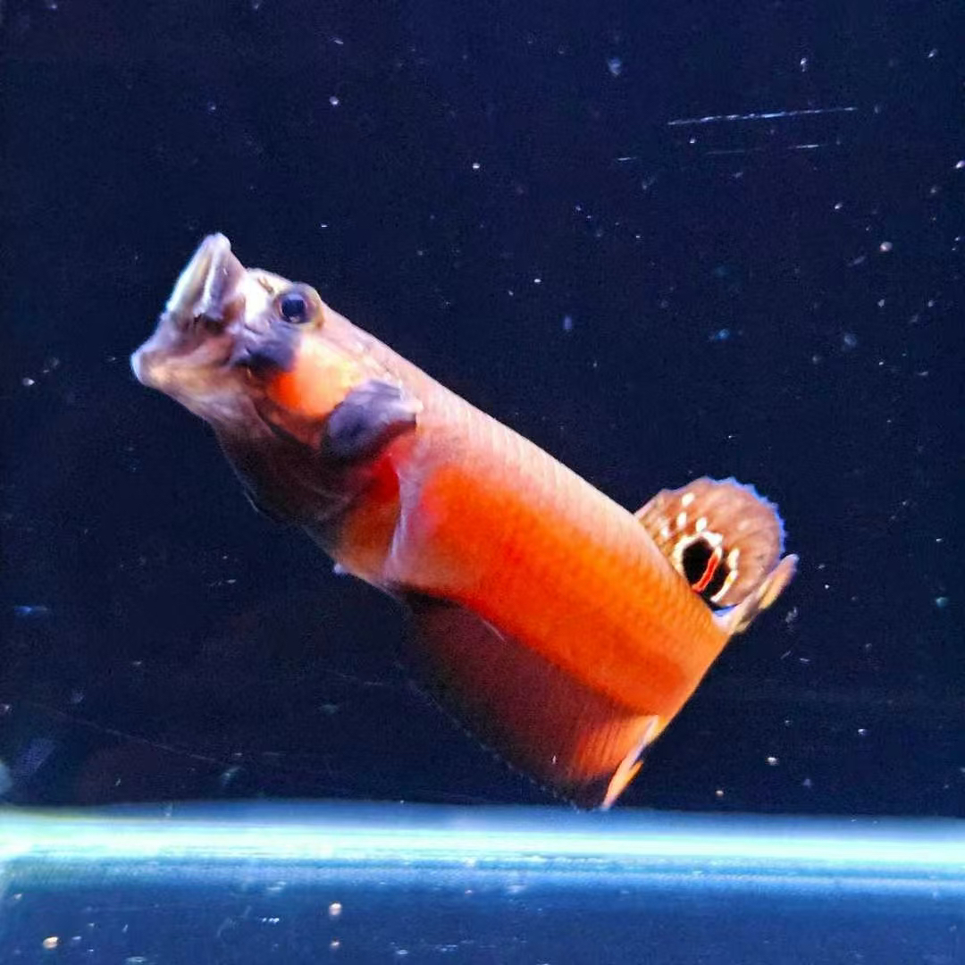 珍稀鱼红战狗原斗非安图塔绿金蓝战狗雷龙牙鱼泰斗观赏鱼小型好养