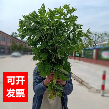 新鲜艾草端午节整棵挂门窗驱蚊野生干艾叶草中药材整株艾蒿泡脚