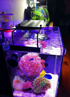 NEMO LIGHT尼莫 冰酷海水系列 18w 适合30-45cm鱼缸的LED海水灯