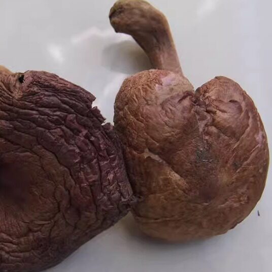 东北特产野生红蘑肉蘑松蘑红蘑菇