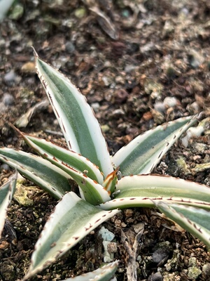 冰山龙舌兰.侧芽苗五公分左右