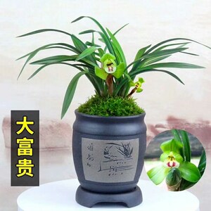 春兰大富贵带花苞好养好活