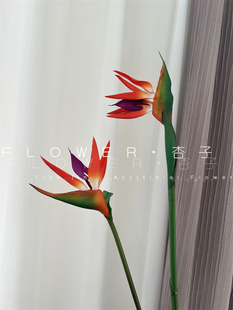 天堂鸟仿真花年宵花福桶花材绿植造景鹤望兰客厅装饰花艺手感品质