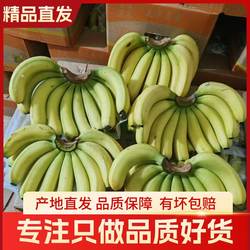福建漳州香甜天宝香蕉banana自然熟整箱包邮5斤新鲜当季孕妇水果