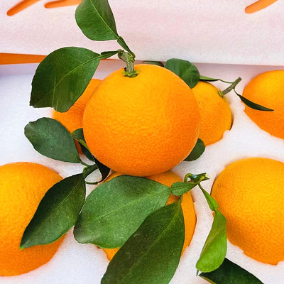 象山红美人橘子蜜橘皮薄纯甜无渣