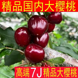 6J精品大樱桃 新鲜现摘脆甜大樱桃莎蜜豆国产樱桃 大连美早大樱桃