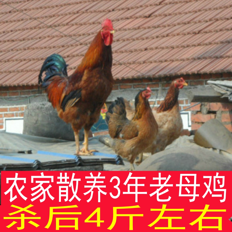 老母鸡农家散养3年5年老母鸡农村笨鸡月子鸡溜达老母鸡庄河大骨鸡