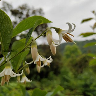 安息香茉莉白花盆景居家盆景易活特价木本花卉庭院花卉趣味