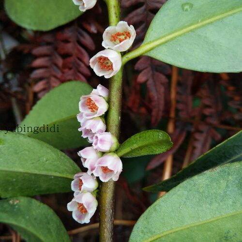 绿植庭院园艺易活木本花卉