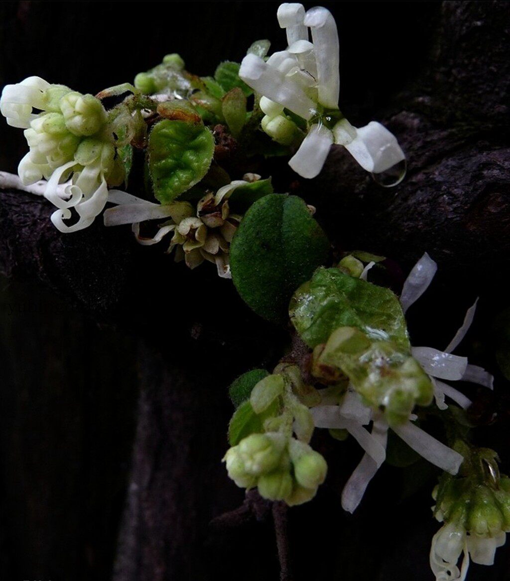 白花办公室盆栽室内盆景庭院绿植园艺丝丝花春季庭院观叶植物继木