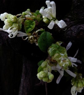 庭院观叶植物继木 白花办公室盆栽室内盆景庭院绿植园艺丝丝花春季
