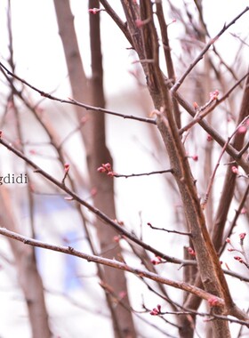 桃树枝桃树枝孕妇儿童新房装饰桃树枝枯树枝桃树干树枝