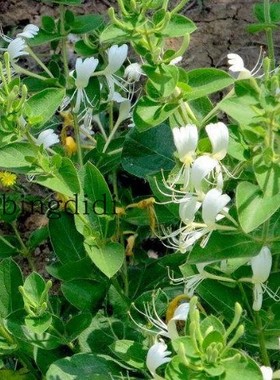 乡村小花易活纯美生金银花白色红色两种金银花趣味阳台特惠