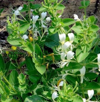 乡村小花易活纯美生金银花白色红色两种金银花趣味阳台特惠