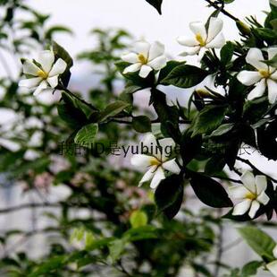 单瓣栀子花小花苗黄栀子花迷你盆栽办公室盆景特惠木本花卉