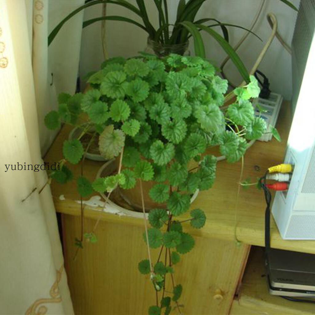 金钱薄荷吊兰金钱草十八缺草特惠半池莲趣味绿植观叶植物