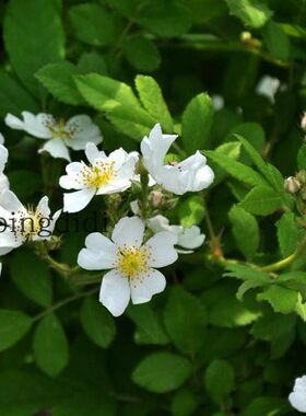 梨花蔷薇刺梨花庭院无