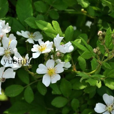 梨花蔷薇刺梨花庭院无