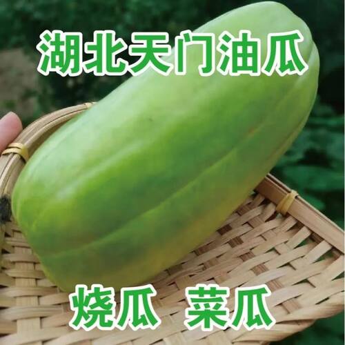 湖北烧瓜油瓜菜瓜老品种低糖水果非甜瓜羊角蜜玉女瓜新鲜现摘现发