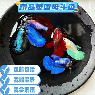 泰国斗鱼马尾狮王半月母将军大耳斗鱼观赏鱼热带鱼活体宠物淡水鱼