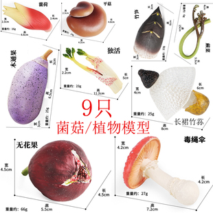 蘑菇玩具长裙竹荪菌模型套装独活竹笋蘘荷木通果蕨菜无花果毒蝇伞