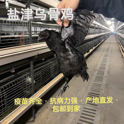 30天龄纯种盐津乌骨鸡0.6斤左右