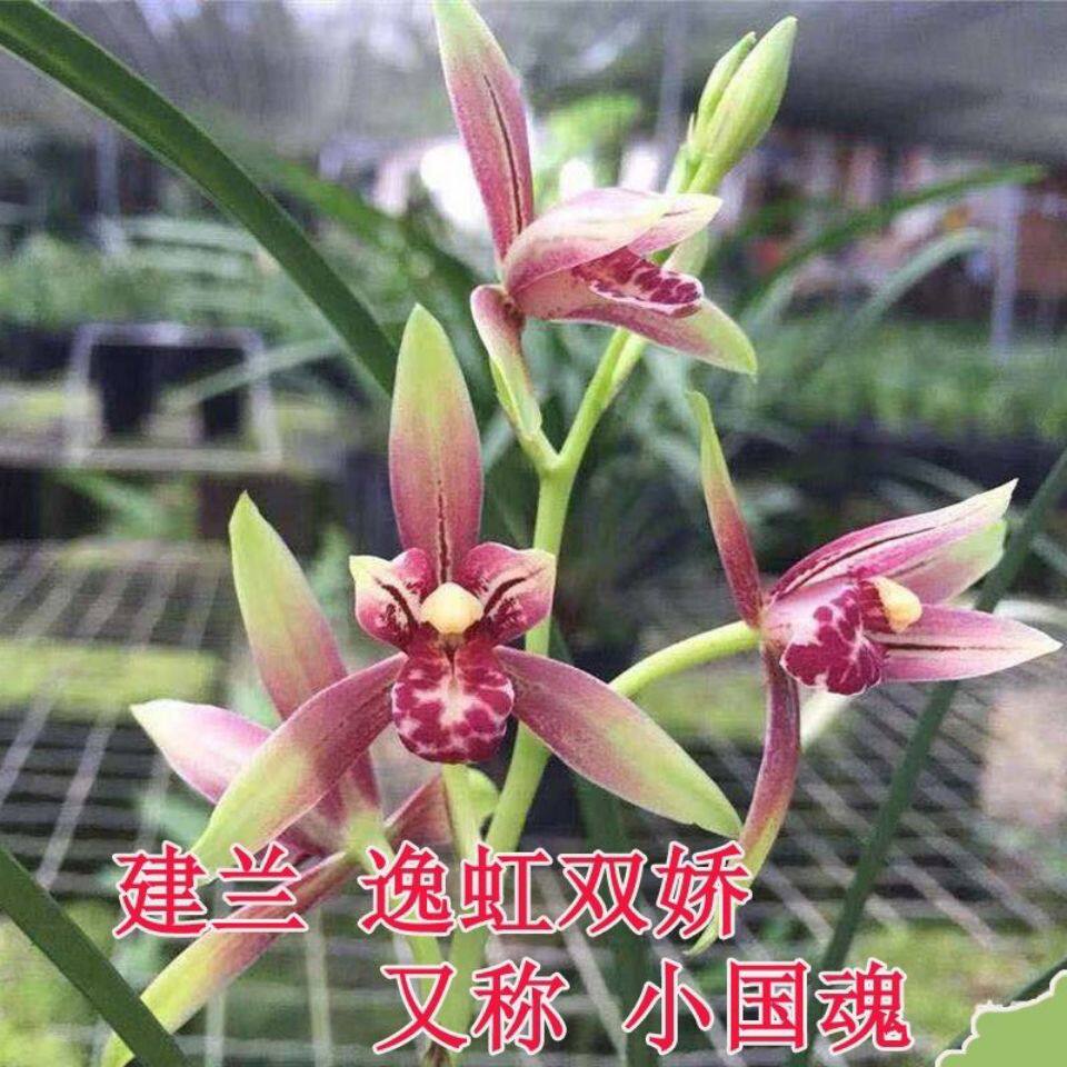 建兰开花浓香逸红双娇又称【小国魂】绿植盆栽好养