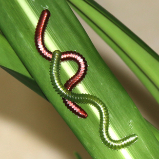 海蚕海钓路亚钓鲫鲤草鳊鱼腥味 沙蚕假饵矶钓拟饵 新鲜海蚯蚓假饵