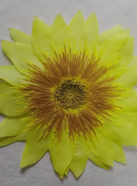 定制压花干花黄色睡莲