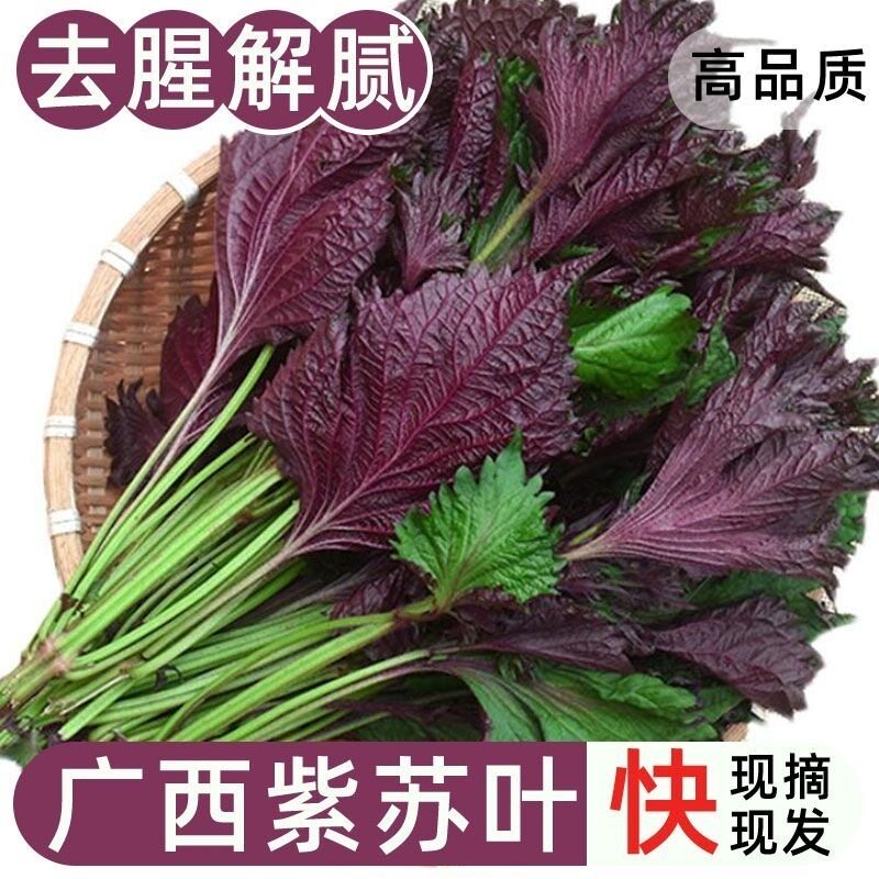 广西紫苏现发农家带枝牛蛙海鲜