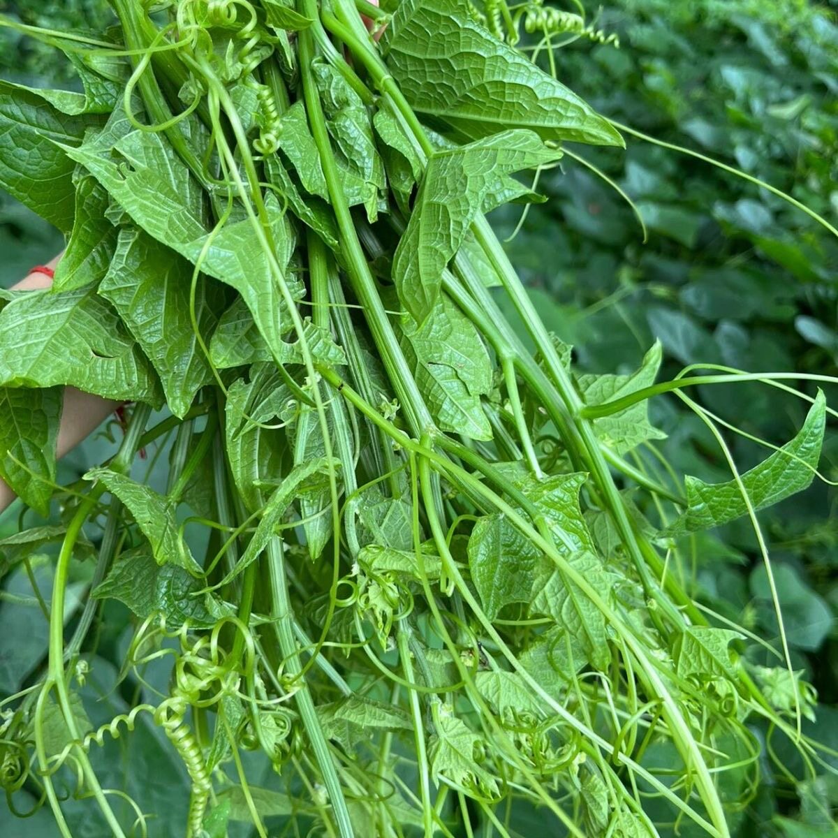 云南本地野菜新鲜现摘