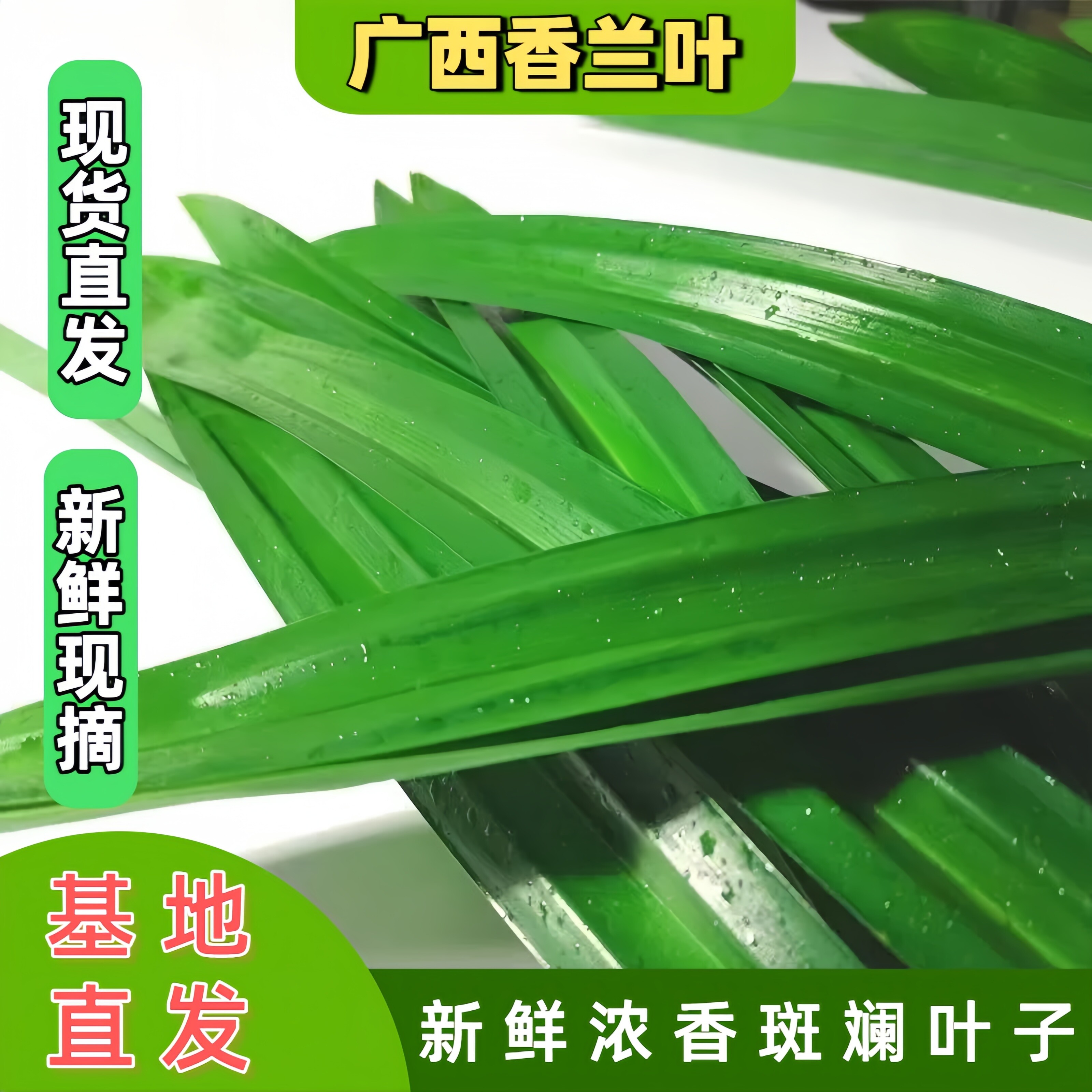 【基地直发】广西香兰叶新鲜斑斓叶子家用蛋糕千层糕芒果糯米饭