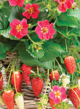 红花草莓苗种植带盆带土四季盆栽 白草莓秧花园家庭阳台食用结果