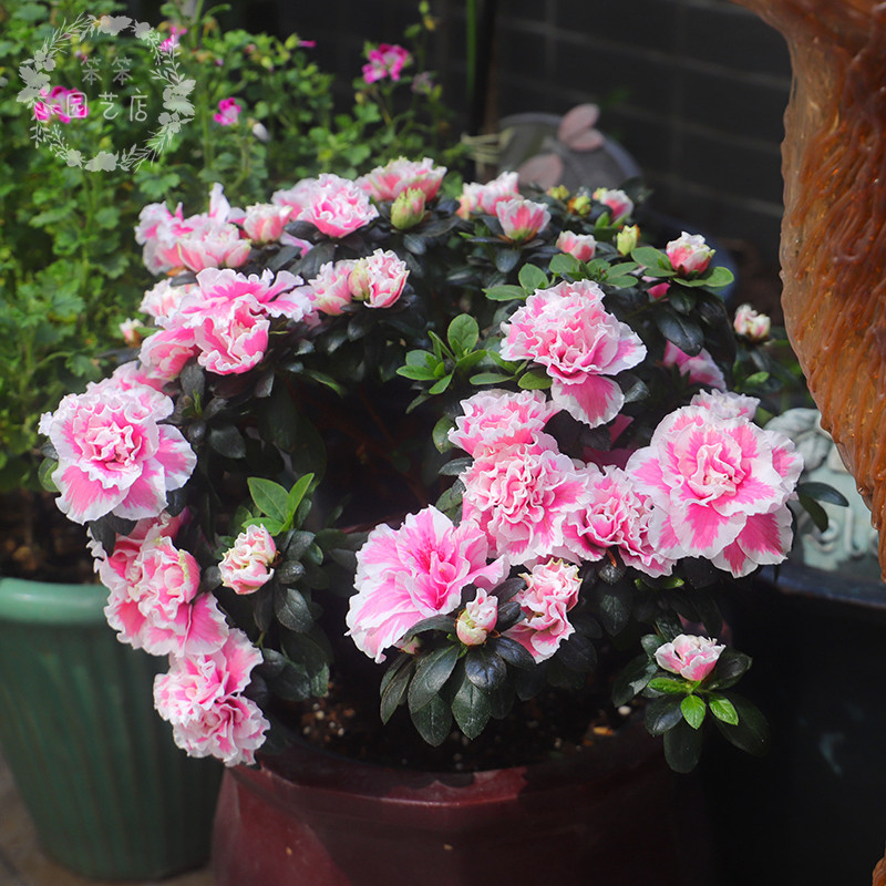 杜鹃花盆栽映山红四季开花春季多年生阳台庭院花园四季杜鹃带花苞_虎窝淘