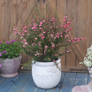 松红梅雪梅花松雪梅小叶寒梅耐热耐寒露天类植物盆栽苗带土喜水