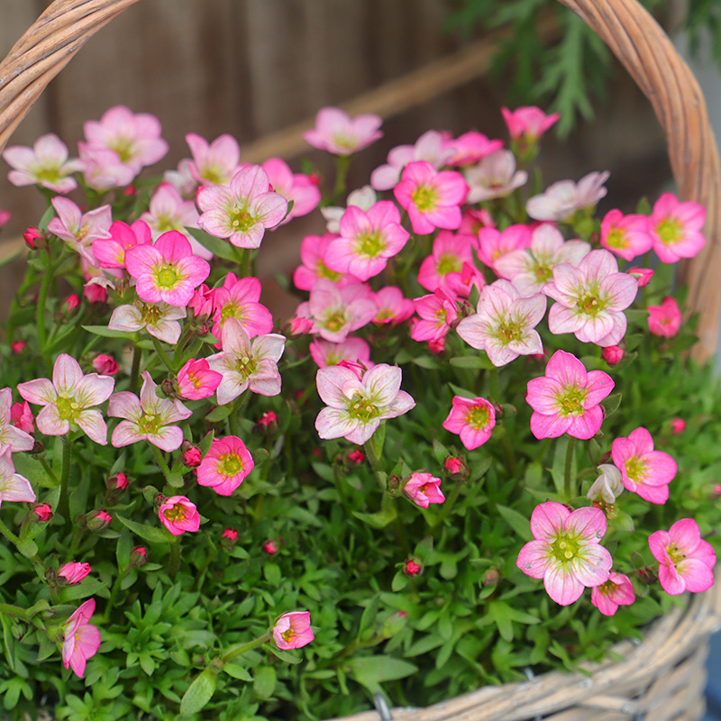 虎耳草盆栽花多爆盆阳台花园带花