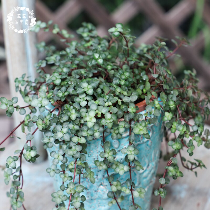 bb草盆栽 灰绿冷水花 玲珑冷水花  室内耐阴植物 喜湿 ins风绿植