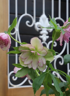 带花铁筷子盆栽花苗圣诞玫瑰艾伦冰雪系多年生常绿观赏耐寒耐阴